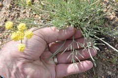 Lomatium bicolor