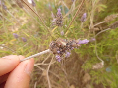 Dolycoris