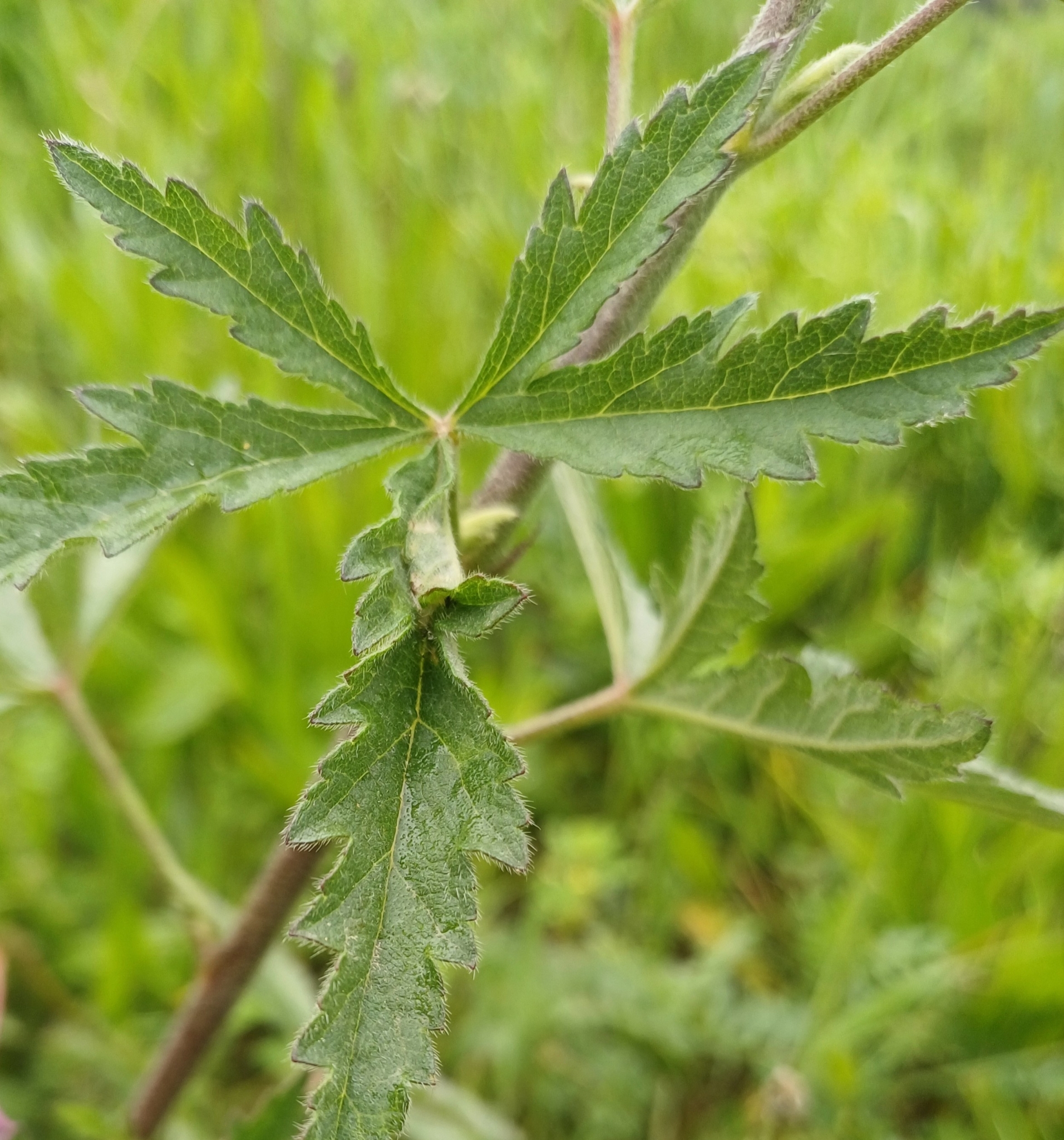 Imagem de Malva-cannabis