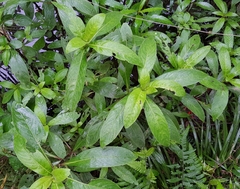 Hygrophila pogonocalyx