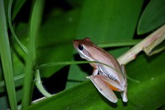 Litoria adelaidensis