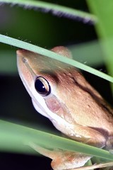 Litoria adelaidensis