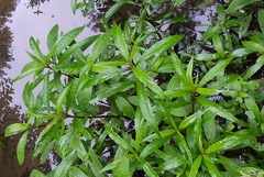 Hygrophila ringens