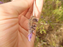 Dolycoris
