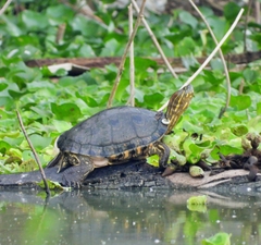 Colombian Slider photo 4