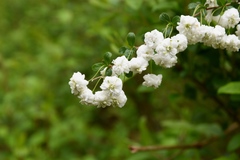 Spiraea prunifolia