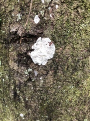 Herpothallon