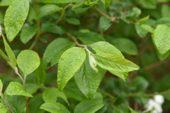 Spiraea prunifolia