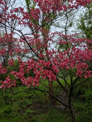 Cornus florida rubra