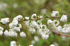 Spiraea prunifolia
