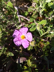 Cistus creticus creticus