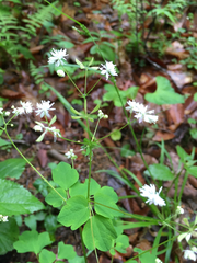 Thalictrum clavatum