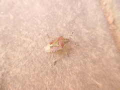 Dolycoris