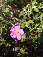 Cistus creticus creticus