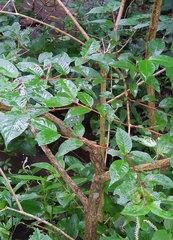 Cephalanthus tetrandra