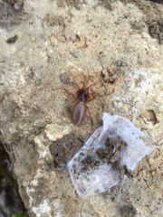 Dysderidae