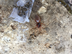Dysderidae