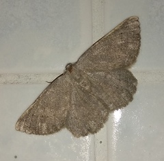 Dicrognophos sartata