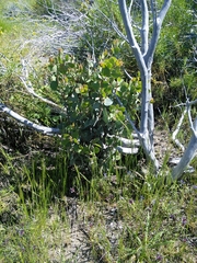 Arctostaphylos viscida