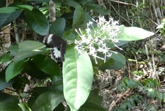 Papilio aegeus ormenus