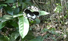 Papilio aegeus ormenus