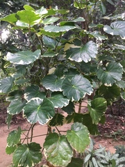 Polyscias balfouriana marginata