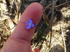 Lobelia erinus
