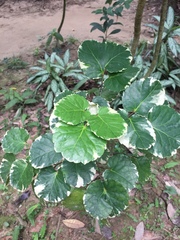 Polyscias balfouriana marginata