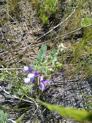 Lathyrus nevadensis