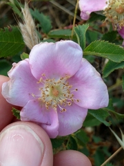 Rosa spithamea