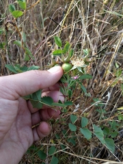 Rosa spithamea