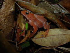Rhinella hoogmoedi
