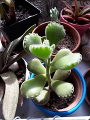 Cotyledon tomentosa