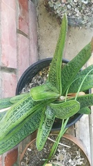 Gasteria