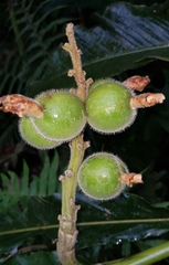 Alpinia uraiensis