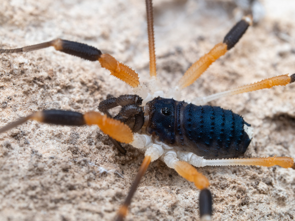 Dalquestia formosa