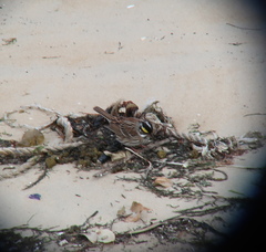 Emberiza chrysophrys