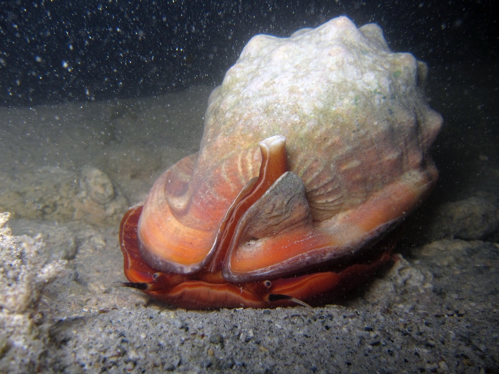 Bull Mouth Snail from Labattoir, Mayotte on June 25, 2013 at 11:31 PM ...