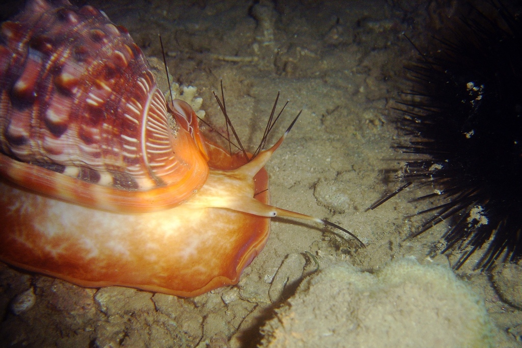 Bull Mouth Snail from Labattoir, Mayotte on July 1, 2008 at 02:42 PM by ...