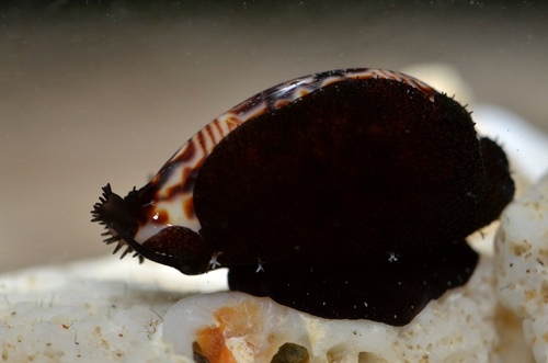 Cypraea diluculum, 2013-09-08