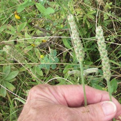Plantago patagonica