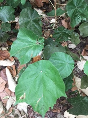 Pterospermum acerifolium