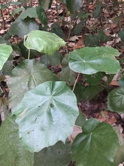 Pterospermum acerifolium