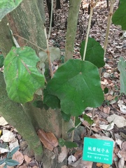Pterospermum acerifolium