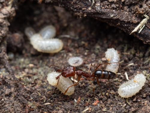 Two-spined trapjaw ant photo 5