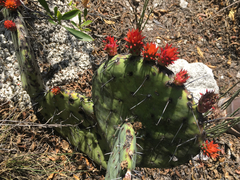 Opuntia stenopetala