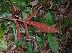 Tectaria harlandii