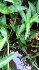 Agriocnemis femina oryzae