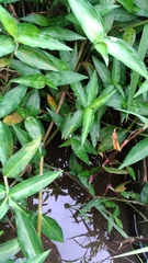 Agriocnemis femina oryzae