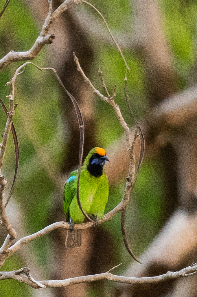 Golden-Fronted Leafbird